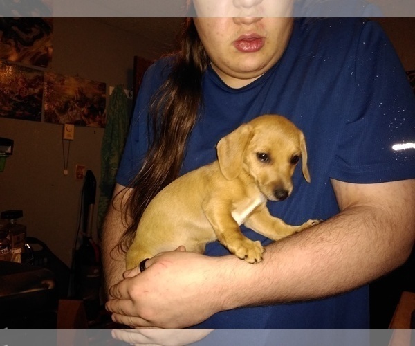 Medium Photo #3 Chiweenie Puppy For Sale in VANCOUVER, WA, USA