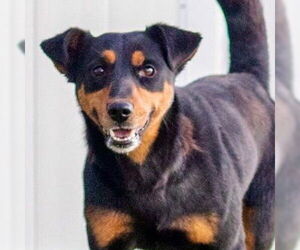 Mutt Dogs for adoption in Canton, CT, USA