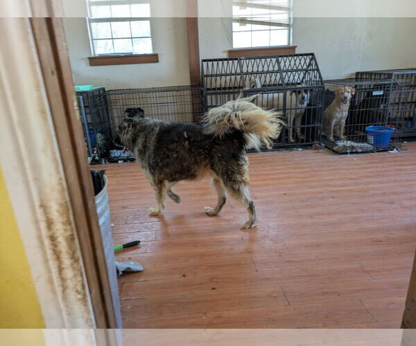 Medium Photo #5 German Shepherd Dog-Unknown Mix Puppy For Sale in Orange Grove, TX, USA