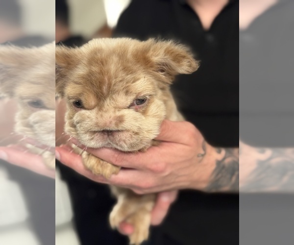 Medium Photo #11 French Bulldog Puppy For Sale in SAN DIEGO, CA, USA