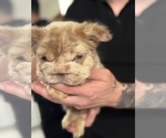 Small #10 French Bulldog