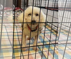 Mutt Dogs for adoption in Lewistown, PA, USA