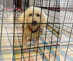 Small Mutt