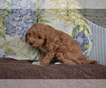 Small Photo #11 Cavapoo Puppy For Sale in GREENWOOD, WI, USA