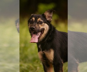 Mutt Dogs for adoption in Rustburg, VA, USA
