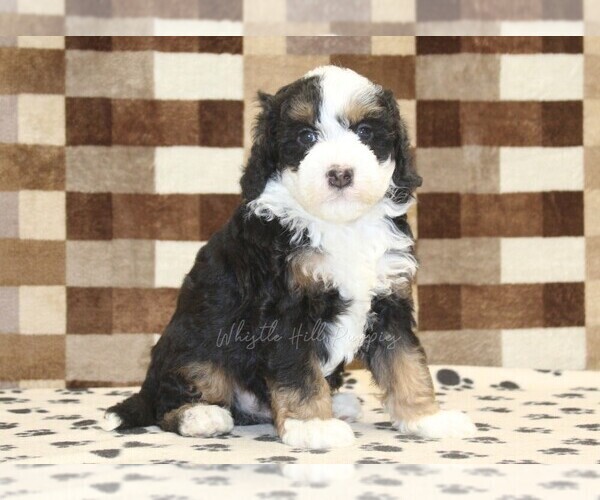 Medium Photo #4 Bernedoodle (Miniature) Puppy For Sale in DENVER, PA, USA