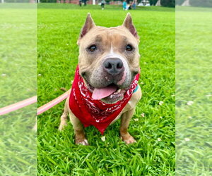 Venus - Female American Staffordshire Terrier Dog for Adoption - Photo #3