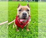 Small Photo #3 American Staffordshire Terrier Puppy For Sale in Lawrenceville, NJ, USA