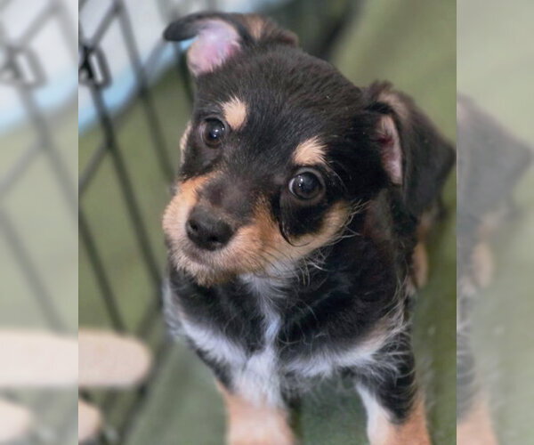 Medium Photo #10 Dachshund-Miniature Schnauzer Mix Puppy For Sale in Chino Hills, CA, USA