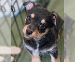 Small #9 Dachshund-Miniature Schnauzer Mix