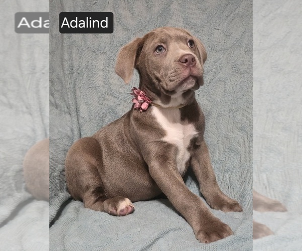 Medium Photo #13 Cane Corso Puppy For Sale in MINERAL WELLS, WV, USA