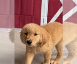Image preview for Ad Listing. Nickname: Teddy