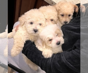 Poochon Puppy for sale in MONROE, WA, USA