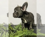 Small #2 Faux Frenchbo Bulldog