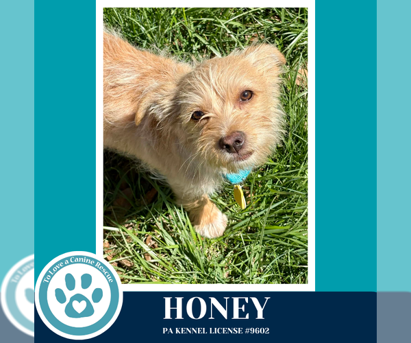 Medium Photo #2 Mutt Puppy For Sale in Kimberton, PA, USA