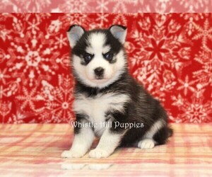 Pomsky Puppy for sale in DENVER, PA, USA