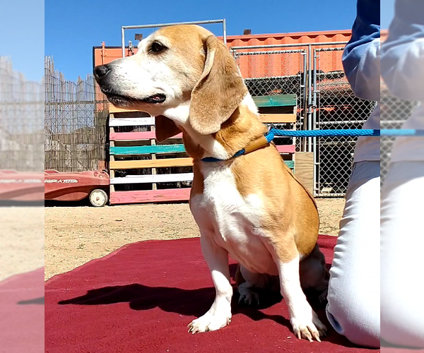 Medium Photo #12 Beagle Puppy For Sale in Apple Valley, CA, USA