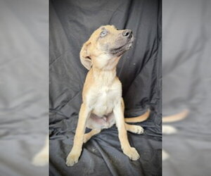 Camryn - Male Mutt Dog for Adoption - Photo #4