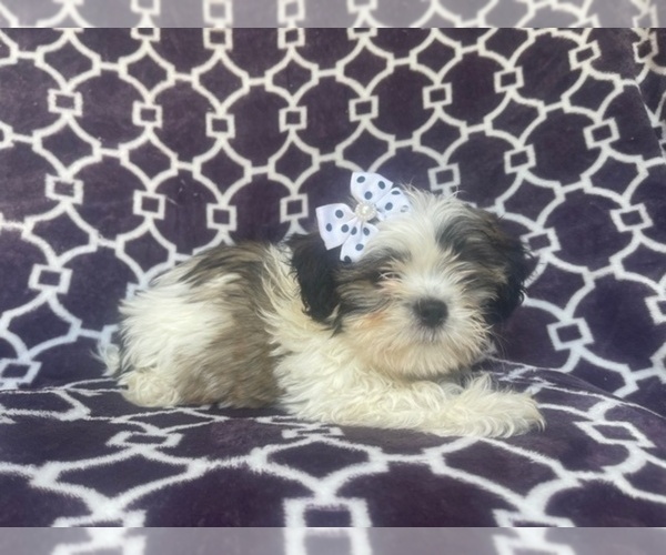 Medium Photo #4 Zuchon Puppy For Sale in LAKELAND, FL, USA