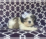 Small Photo #4 Zuchon Puppy For Sale in LAKELAND, FL, USA