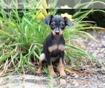 Small Photo #1 Miniature Pinscher Puppy For Sale in MOUNT VERNON, OH, USA