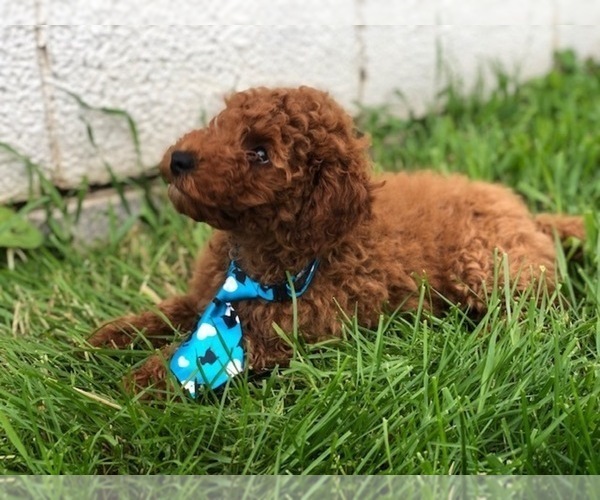 Medium Photo #8 Poodle (Toy) Puppy For Sale in EAST EARL, PA, USA