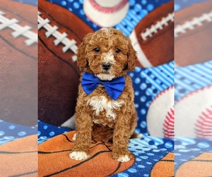 Goldendoodle (Miniature) Puppy for sale in KIRKWOOD, PA, USA