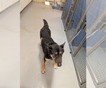A174349 - Male German Shepherd Dog Dog for Adoption - Small photo