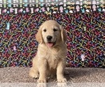 Small Golden Retriever
