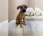 Small #1 Mutt