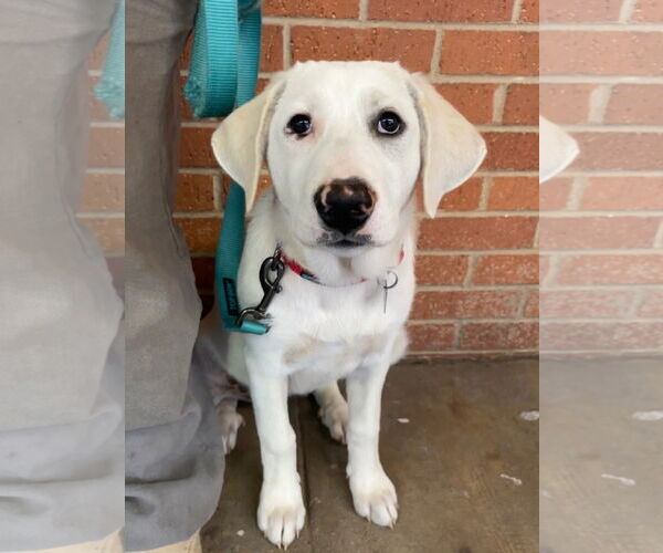 Medium Photo #12 Great Pyrenees-Unknown Mix Puppy For Sale in Dallas, TX, USA