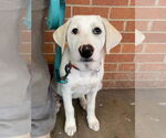 Small #11 Great Pyrenees Mix