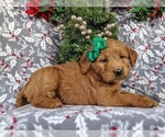 Small Photo #5 Labradoodle Puppy For Sale in QUARRYVILLE, PA, USA