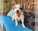 Small #4 Border Terrier Mix