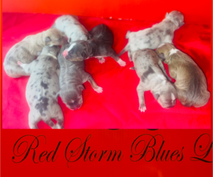 American Bully Puppy for Sale in TRENTON, New Jersey USA