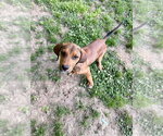 Small #3 Mutt