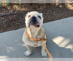 Bulldog Dogs for adoption in Orange, CA, USA