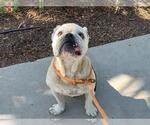 Small Bulldog