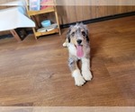 Small #8 Bernedoodle (Miniature)