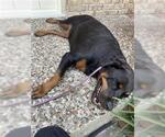 Small Rottweiler Mix