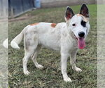 DAISIE - Female Labrador Retriever-Unknown Mix Dog for Adoption - Small photo