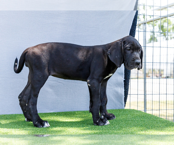 Medium Photo #82 Great Dane Puppy For Sale in WAKARUSA, IN, USA