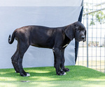 Small #2 Great Dane