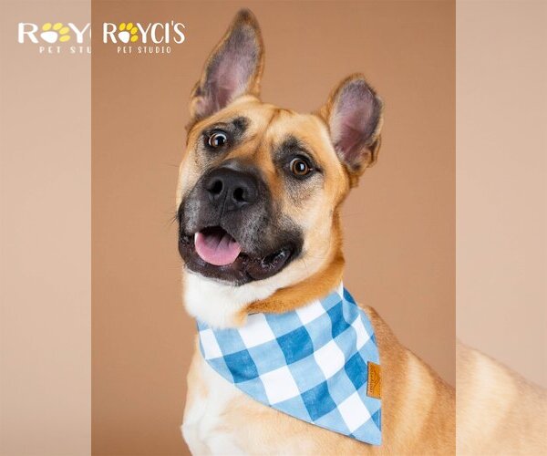 Medium Photo #15 German Shepherd Dog-Unknown Mix Puppy For Sale in Sandy, UT, USA