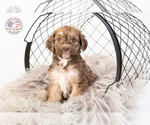 Small Photo #1 Saint Berdoodle Puppy For Sale in LEAVENWORTH, IN, USA