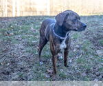 Small Photo #6 Bogle Puppy For Sale in Aurora, IN, USA