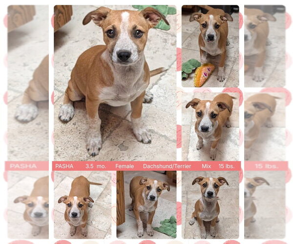 Medium Photo #1 Mauxie Puppy For Sale in Mesa, AZ, USA