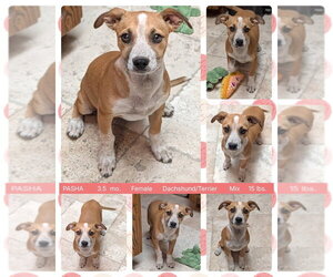 Mauxie Dogs for adoption in Mesa, AZ, USA