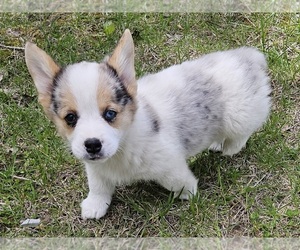Pembroke Welsh Corgi Puppy for Sale in CLARK, Missouri USA