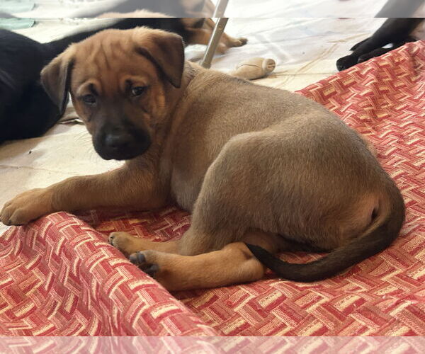 Medium Photo #9 Colonial Cocker Spaniel-Labrador Retriever Mix Puppy For Sale in St. Louis Park, MN, USA